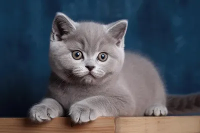 Британский кот голубого окраса: 200 000 тг. - Кошки Астана на Olx