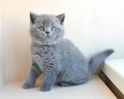 Купить британского голубого короткошёрстного котенка в Москве