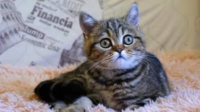 Британский кот окрас вискас фото фотографии
