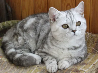 Скоттиш страйт (шотландская прямоухая кошка): фото, характер, описание  породы
