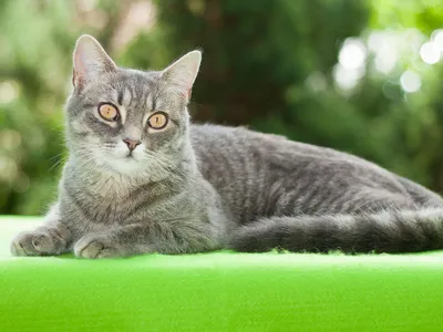 Серебристый пятнистый табби окрас британских кошек: фото галерея, стандарт  породы, виды окрасов. Серебристые пятнистые табби британские кошки, коты,  котята. Британцы серебристые пятнистые табби.