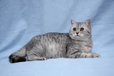Британские кошки окрасы - 77 фото