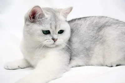 Британская короткошёрстная кошка | •° Коты-Воители •° Amino
