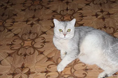 Серебристый окрас кошек - 62 фото