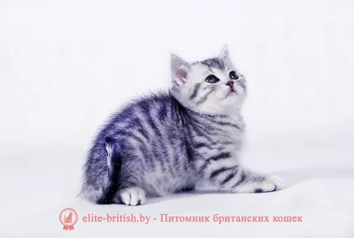 Табби (тэбби) окрас британской кошки - SunRay