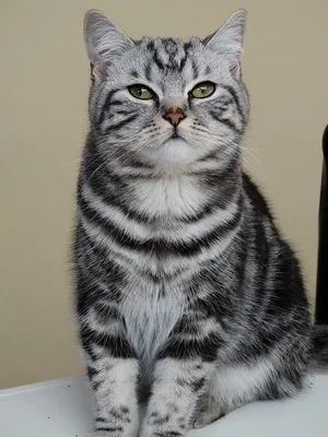 Британский котенок окрас табби (как в рекламе вискас) - ЯПлакалъ