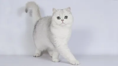 Британская кошка: описание породы, характер, стандарты в окрасе
