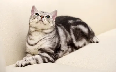 Окрас Вискас шотландского вислоухого кота, как у котенка из рекламы