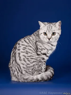 Шотландская кошка прямоухая окрас вискас - 77 фото