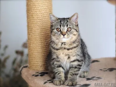 2018-03-08 - Британские котята табби - Питомник GALA-CAT