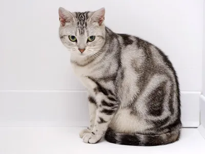Кот британец табби - картинки и фото koshka.top