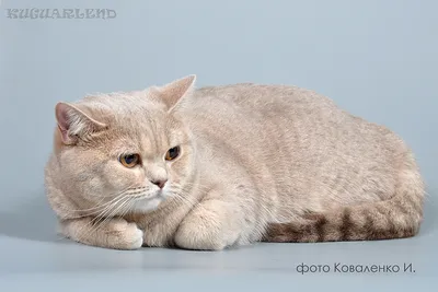 Британские короткошерстные кошки: история и описание породы, характер,  особенности ухода и содержания. exomania.com.ua