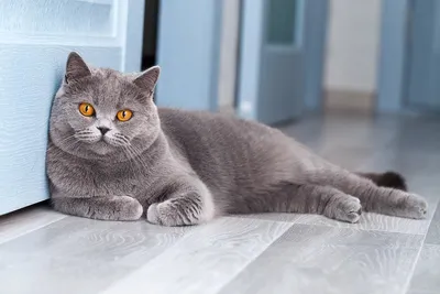 красивый британский серебряный табби. Стоковое Фото - изображение  насчитывающей млекопитающее, котенок: 238436592