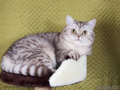 Породистый Британский кот: Бесплатно - Кошки Актубек на Olx
