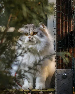 Найден британский кот на Космической 27 | Pet911.ru