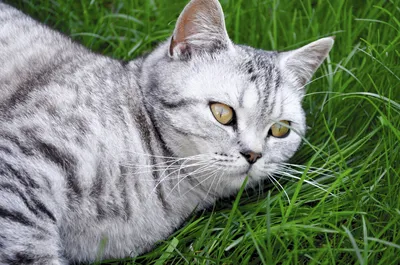 Tabby белый британский короткошерстный кот идет к камере на зеленой лужайке  на открытом воздухе Стоковое Изображение - изображение насчитывающей  движение, камера: 223834253
