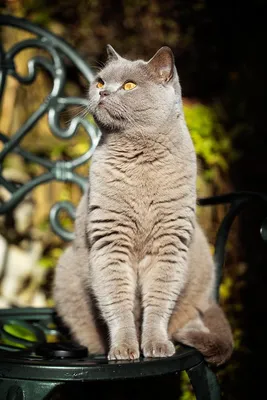 Окрасы британских кошек и котов: фото и описание разновидностей расцветок  британцев с названиями
