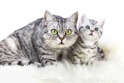 Характер британских кошек: 5 особенностей породы | Зверополис. Ольга  Шильцова | Дзен
