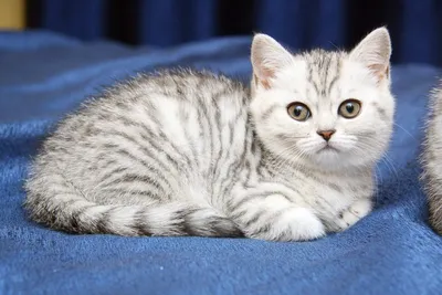 Окрасы британских кошек: фото-обзор | Мур Кошка | Дзен