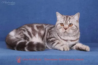 Британские кошки окрасы прямоухие - картинки и фото koshka.top