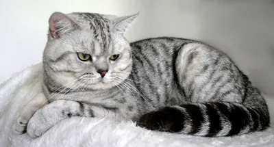 Характер британских кошек: 5 особенностей породы | Зверополис. Ольга  Шильцова | Дзен