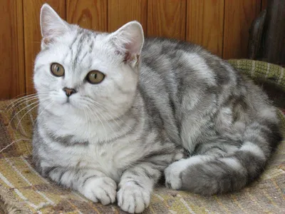 10 фактов о британских короткошерстных котов. | Mary Busya | Дзен
