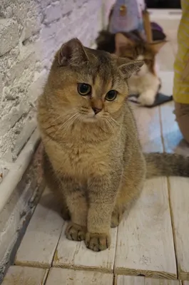 Британская короткошёрстная кошка полосатая (58 фото) | Британская  короткошерстная, Кошки, Котята