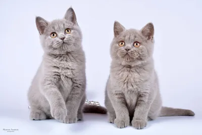 2012-03-14 - Британские серебристые котята (Litter-L) - Питомник GALA-CAT