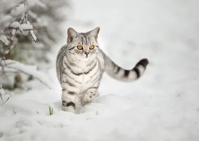 Британская кошка: описание породы и характера | Kitty Pryde