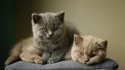 Кошка Британская: характер, питание, уход | PetGlobals.com