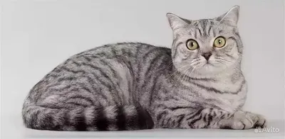 Британские котята вискас, окрас, шотландские вислоухие котята из рекламы  вискас, цена | Кошки - кто они?
