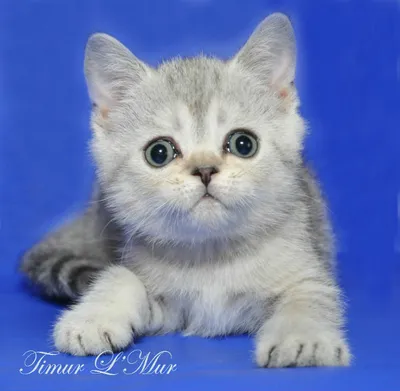 Серебристо полосатая британская кошка. Реалистичная игрушка – заказать на  Ярмарке Мастеров – KXY0URU | Мягкие игрушки, Тюмень