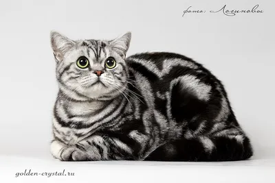 Британский кот мраморный - 76 фото