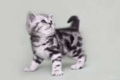 Мраморный британский кот - Доска бесплатных объявлений Mur.tv