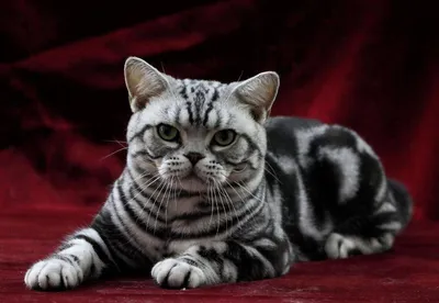 Продается британский котенок окраса шоколадный мраморный BRI b 22 Miami  MeowClub *BY - купить британскую кошку с документами из питомника в Минске