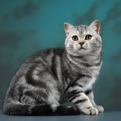 2013-11-17 - Британские серебристые котята (Litter-P) - Питомник GALA-CAT