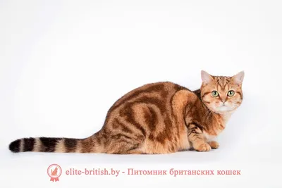Британская золотая кошка фото, кошка золотая мраморная EMILI HARTWOOD  SUNRAY, британская кошка питомника Elite British