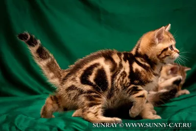 Забавный котенок породы британский мраморный | Премиум Фото