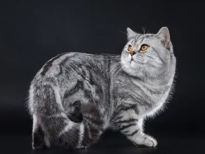 Британский мраморный кот фото фотографии
