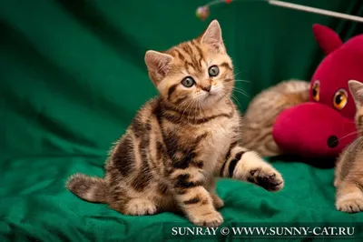 Табби (тэбби) окрас британской кошки - SunRay