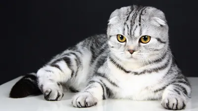Британский кот табби - 71 фото