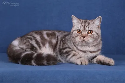 Продается британская кошка окраса шоколадный мрамор на серебре BRI bs 22  Odessa MeowClub *BY