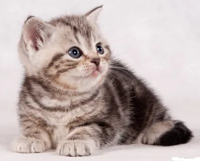 Британский полосатый кот вискас, мраморный, пятнистый, тикированный окрас  табби британских кошек, фото котенка