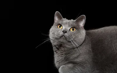Красный британский кот стоковое фото. изображение насчитывающей удобно -  161012300