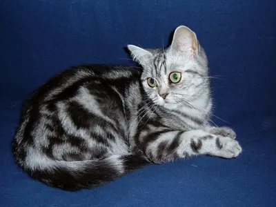 Британская кошка рисунок - 78 фото