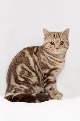 Британская короткошёрстная кошка | Wiki | Котоманы Вперед! 😘💞 Amino