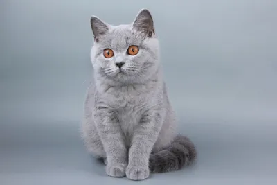 Серый британский кот в виде …» — создано в Шедевруме