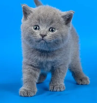 Британский плюшевый котенок - картинки и фото koshka.top