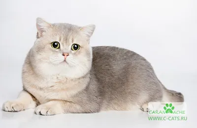Мягкая игрушка-подушка британский кот 90 см / длинный кот батон / британский  кот антистресс / подушка-обнимашка — купить в интернет-магазине по низкой  цене на Яндекс Маркете