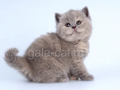British kittens from Wonder-Plush Cattery, плюшевые британские котята |  Moscow
